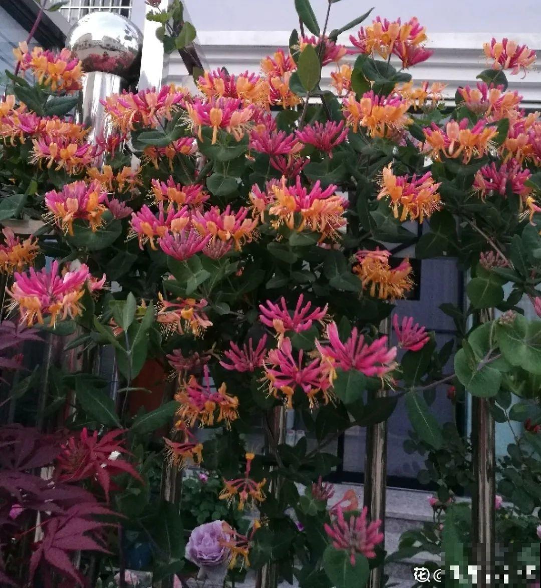 一棵旱金莲,开花又多又没,1年就能长成花墙! 一棵旱金莲,开花又多又没,1年就能长成花墙!