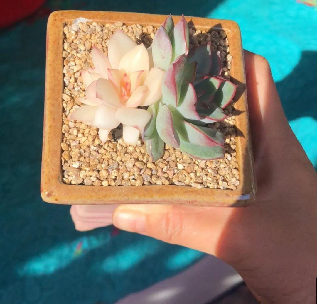 室内养多肉,也能养出水晶果冻色,任谁看到都说好 室内养多肉,也能养出水晶果冻色,任谁看到都说好