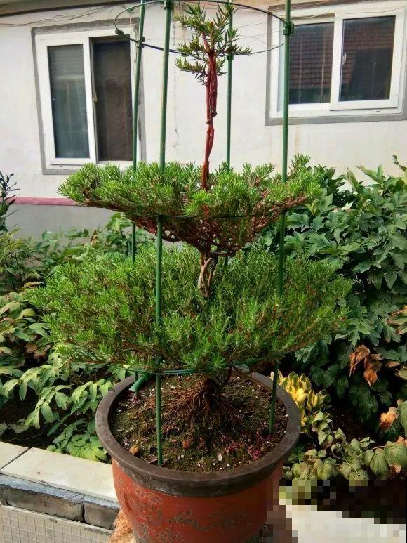 5年的马齿苋，长成“一棵小树”，真头一回见