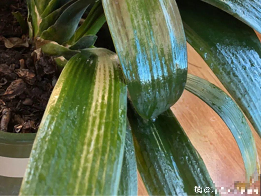 春天养花，就怕乱浇水，浇错水植物死的越快