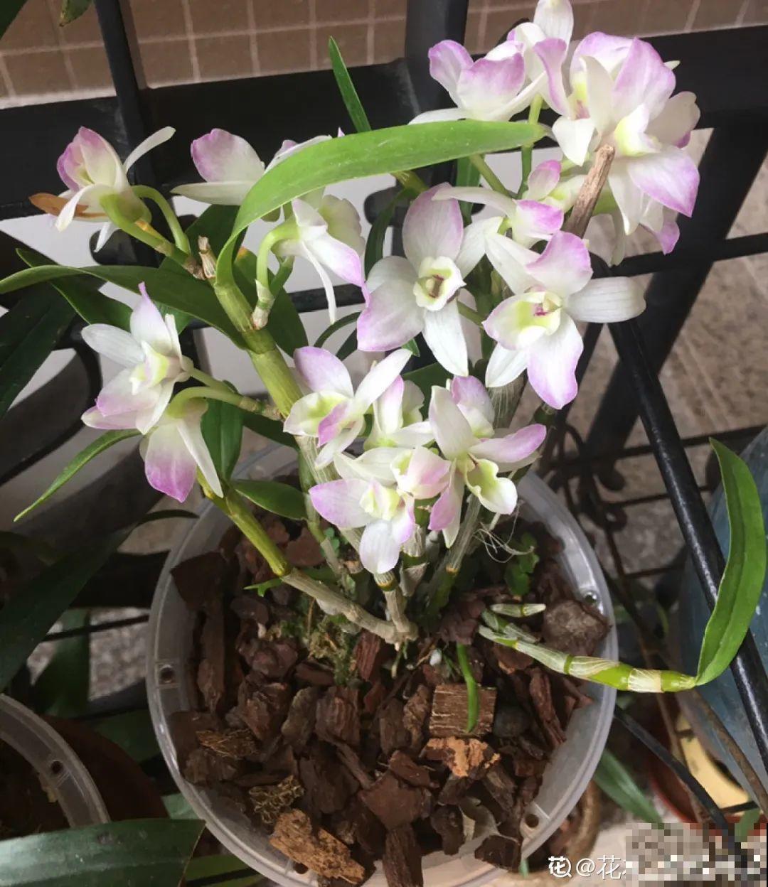 家里养盆香水花,满屋子飘香,还能净化空气 家里养盆香水花,满屋子飘香,还能净化空气