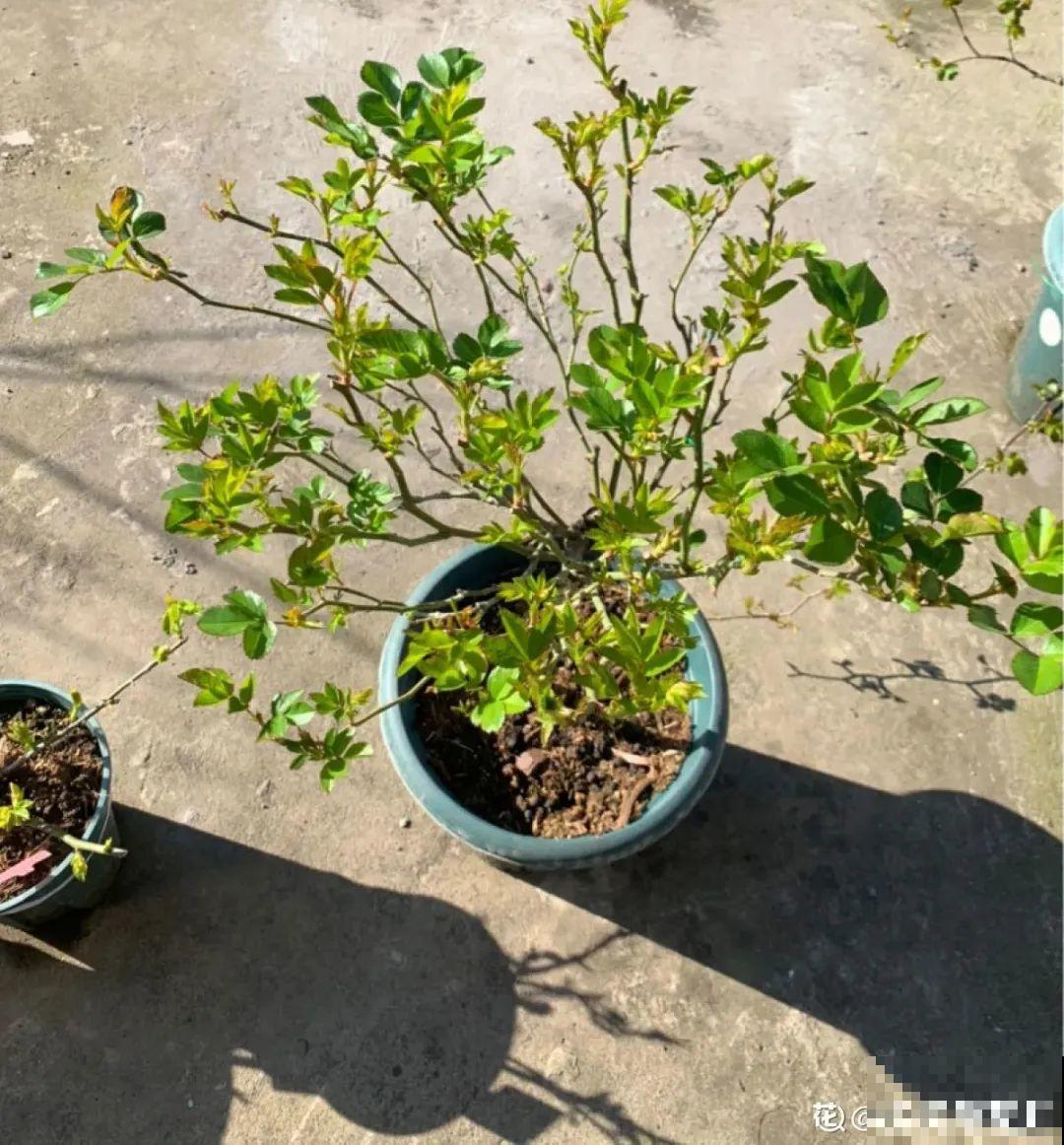 8种花开始慢慢睡醒了， 现在长得正旺，多浇水施肥， 开花更多！