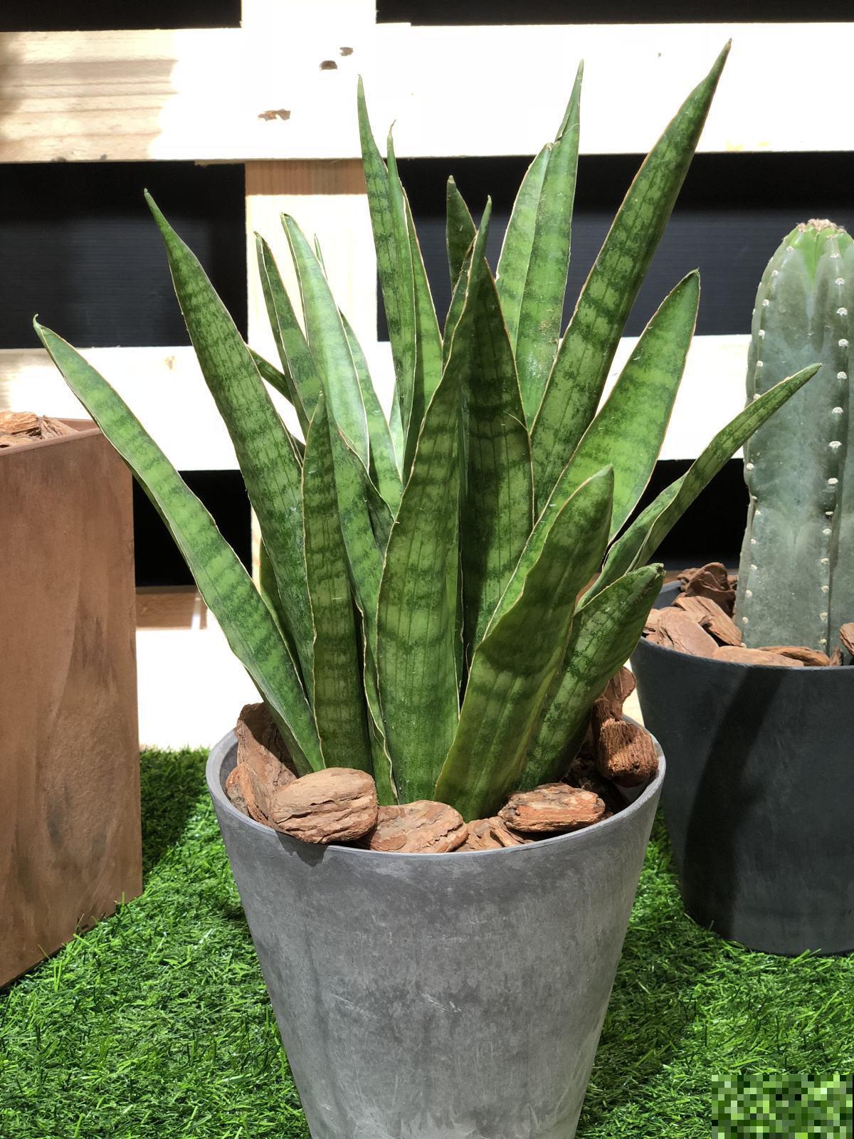 懒人养花选这5种，不用浇水，也呼呼开花！