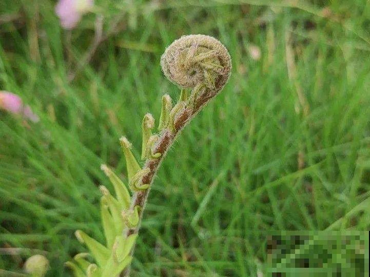 超好看的小野花，春天野外一大片，挖几棵回家还能泡茶