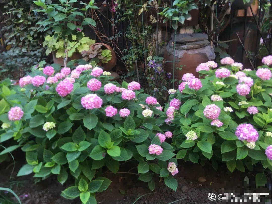 花园“三剑客”，可不太好养，能养好的都是高手