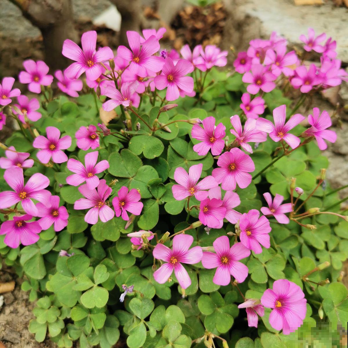 4月份种啥都能活的季节，山上挖一棵野花，种盆里也能开爆