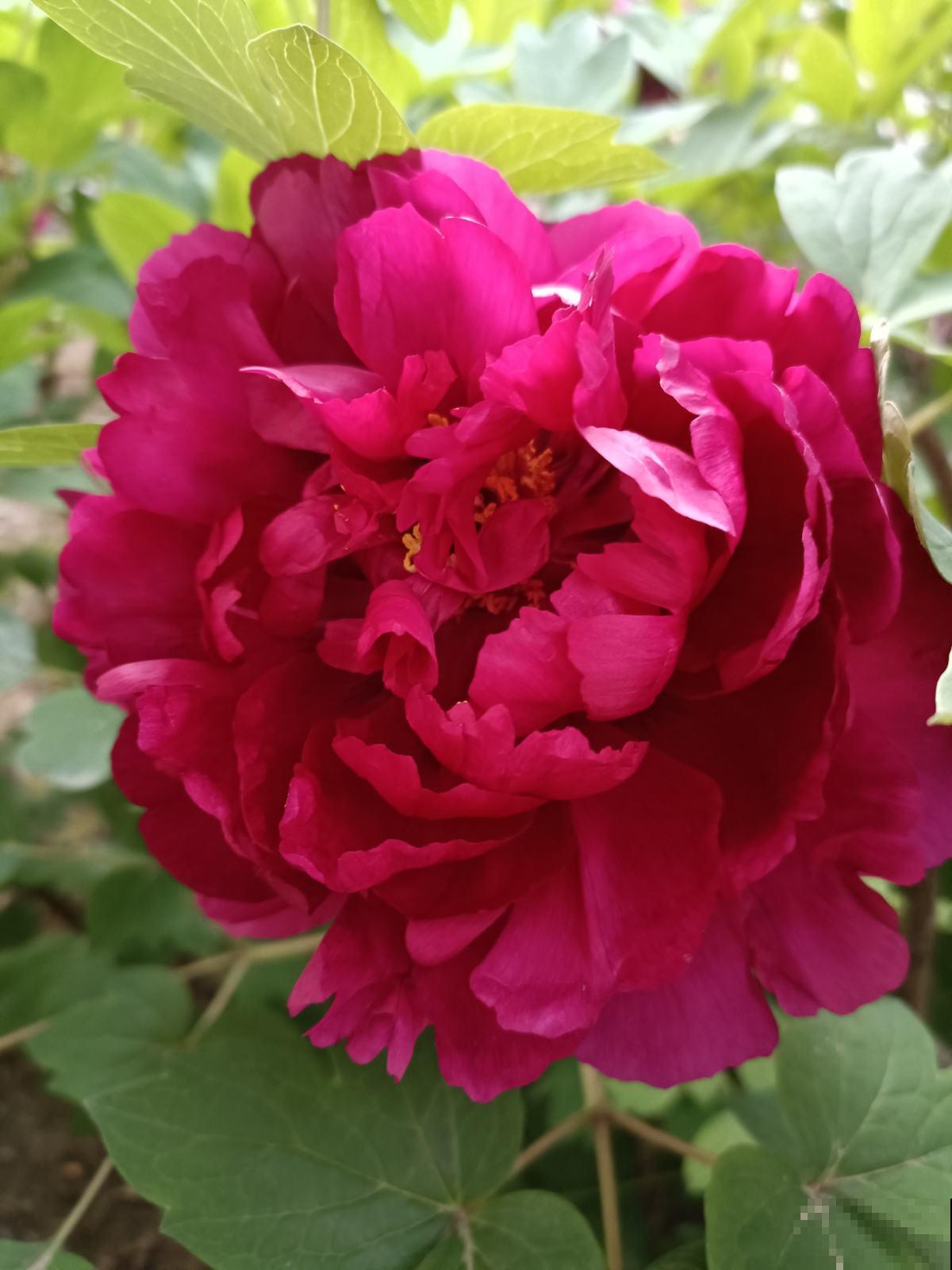 6个关于植物的冷知识,知道3个,就是植物“大神” 6个关于植物的冷知识,知道3个,就是植物“大神”