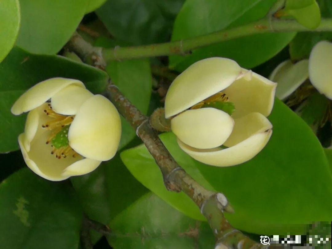 大院子养点大气花，超级有格调，漂亮的中国风