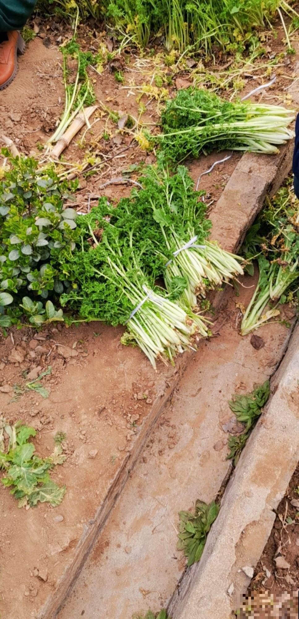 买菜的时候捡了些菜根，回家种土里，家里长出菜园子！