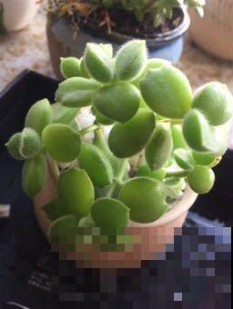 4种多肉有“两副面孔”，小时候可爱，长大后太丑