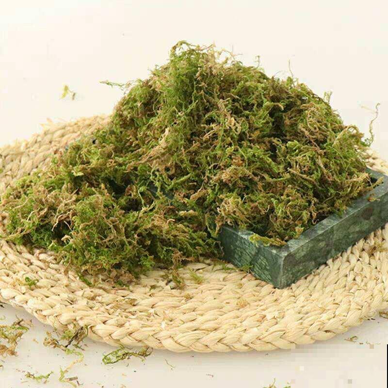 山上水沟里常见的水苔,拿来养花好处多,干净保水,效果也好 山上水沟里常见的水苔,拿来养花好处多,干净保水,效果也好