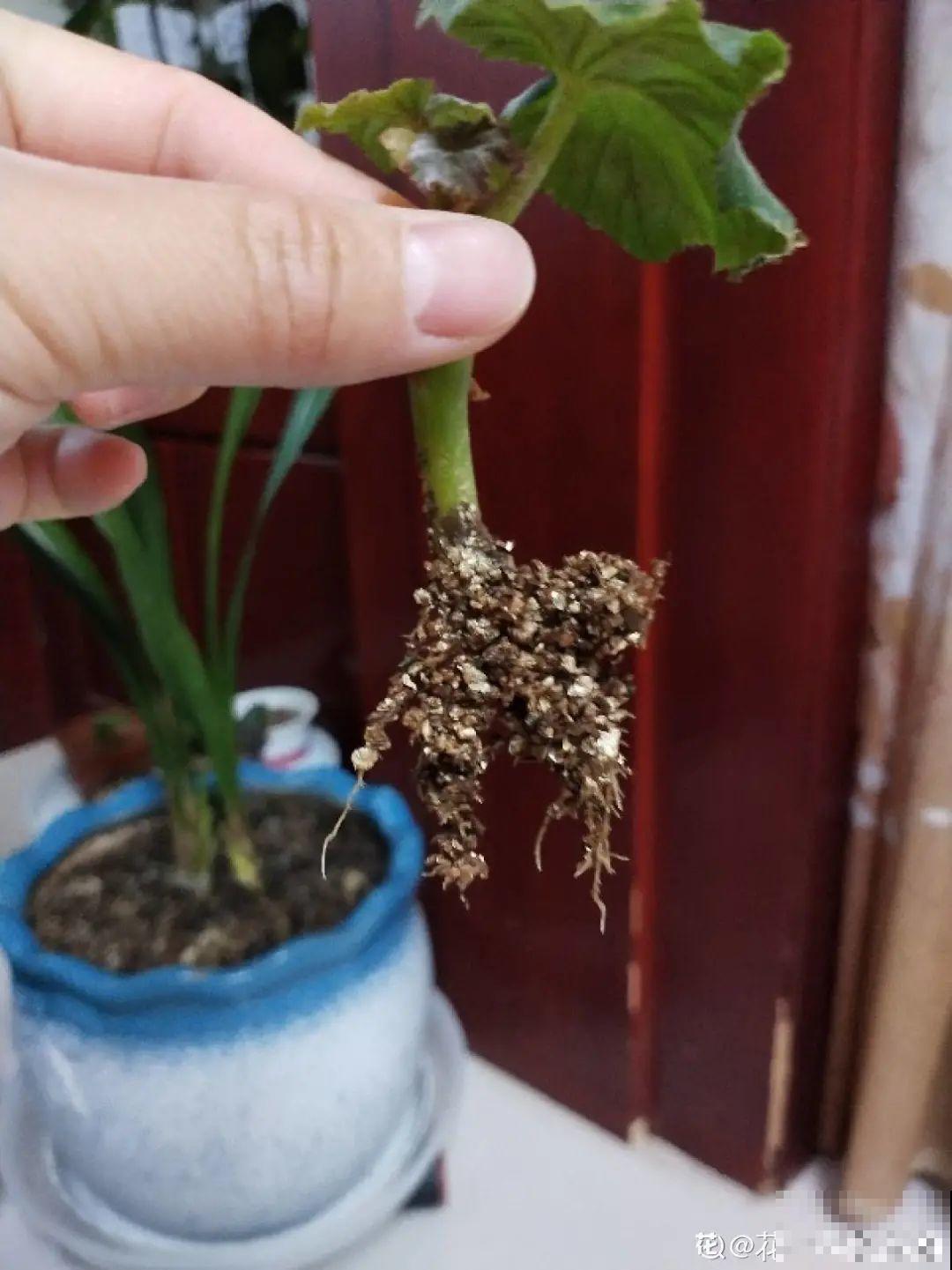 难度夏的8种花，赶紧扦插备份，再晚只剩盆了