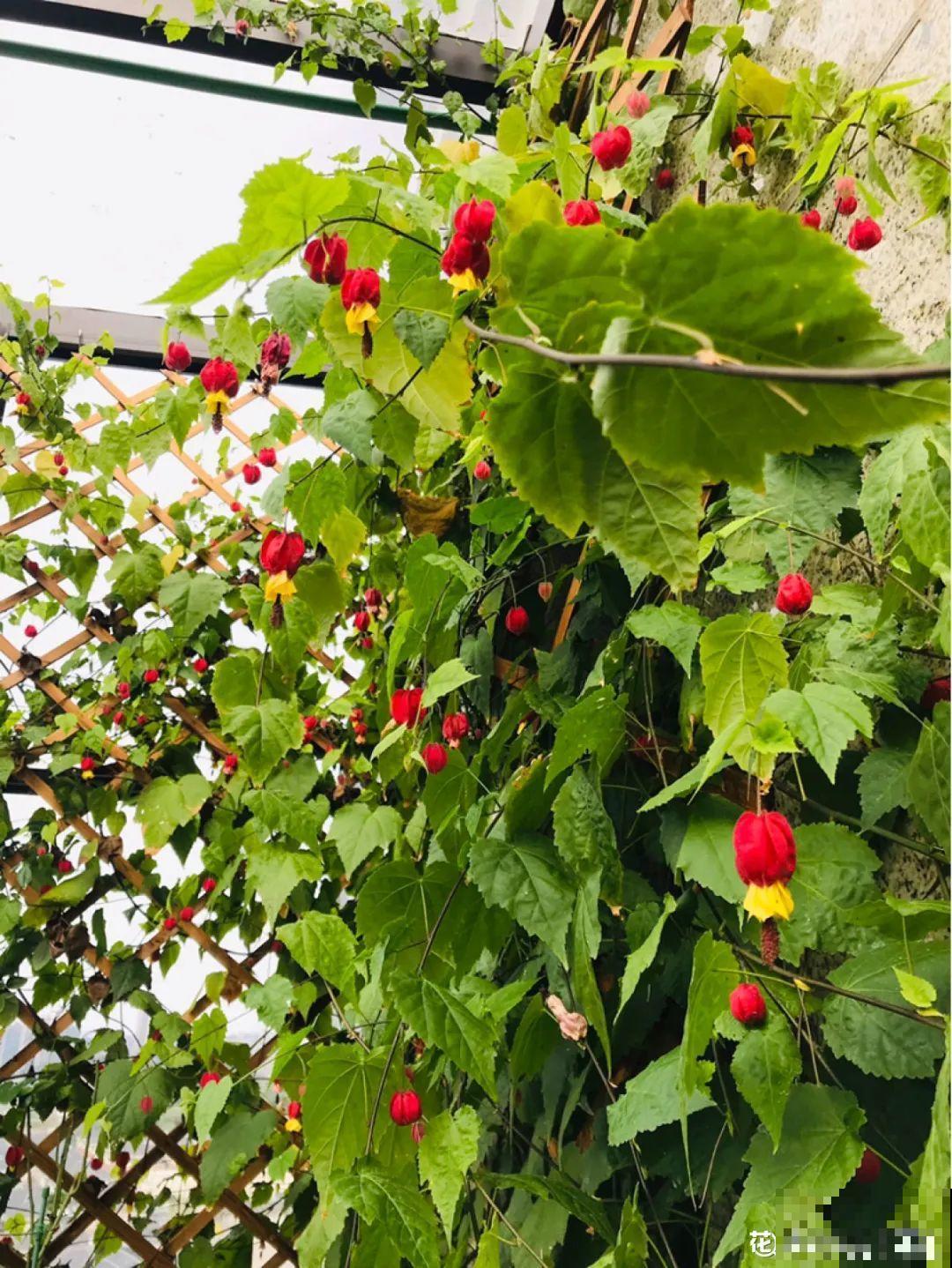 屋里种一棵爬藤花，夏天开花超旺，越热开花越多