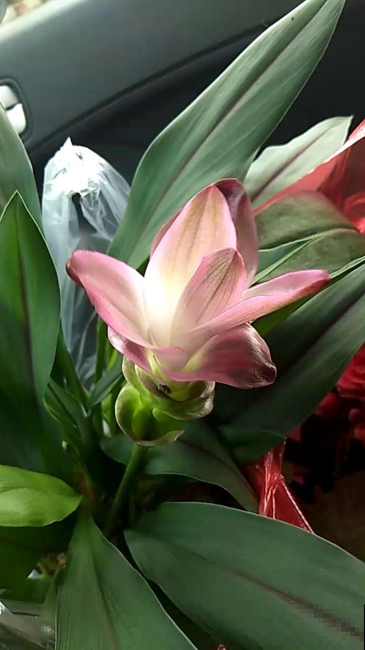 长得像生姜的“荷花”,开花时美艳动人,少见却十分好养 长得像生姜的“荷花”,开花时美艳动人,少见却十分好养