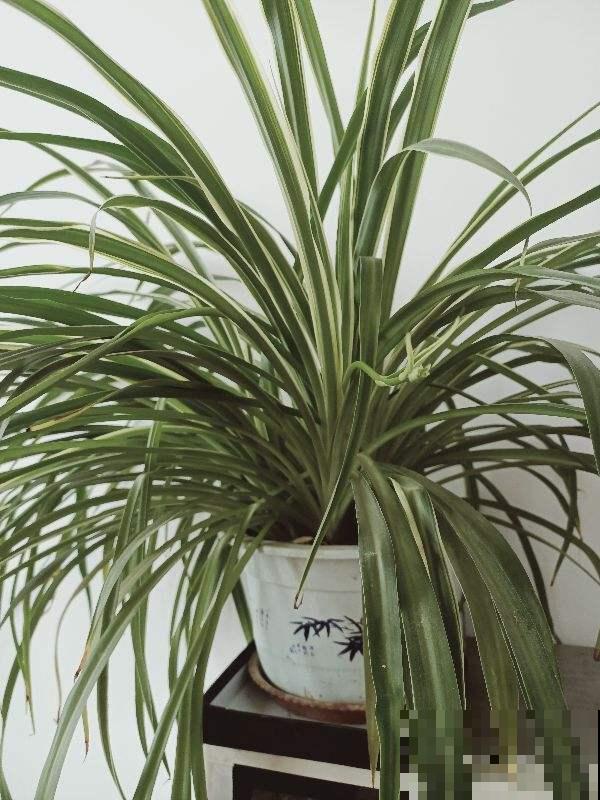 对着吊兰这个位置来一刀，吊兰咔咔直疯长！