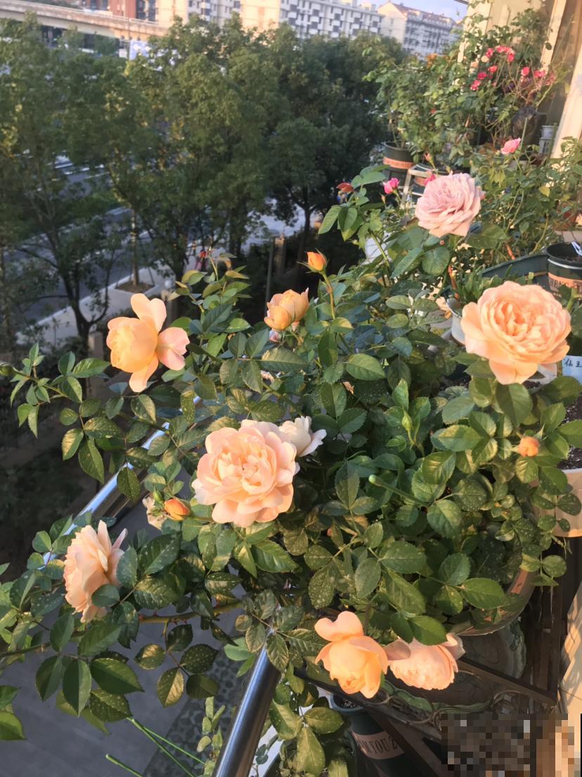 防盗窗养3种花,长势超好,春天开成一面大花墙 防盗窗养3种花,长势超好,春天开成一面大花墙