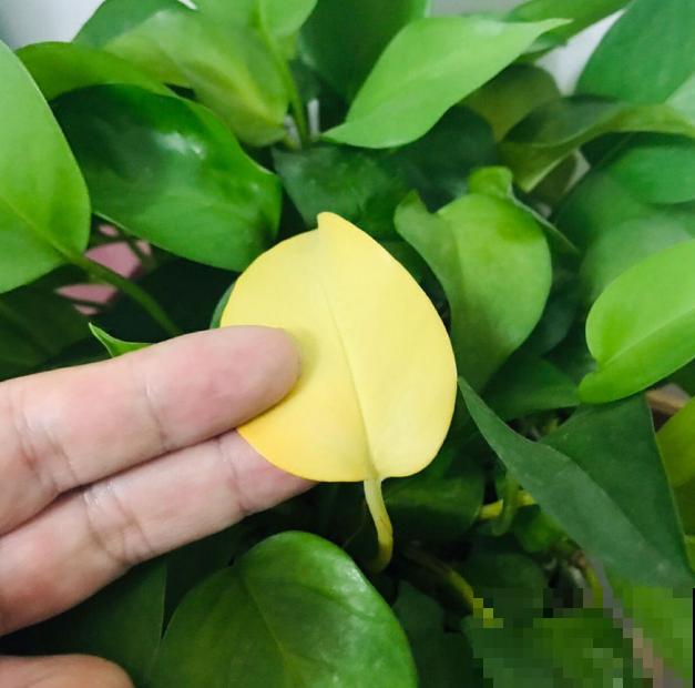 绿萝春天黄叶，赶紧看根部，可能烂了