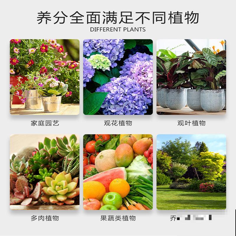 蓝雪花真是“开花机器”，光照越强越开花，一年到头都赏花