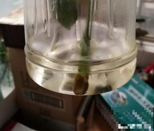 扦插3大“神器”,你家就有不少,成功率特高 扦插3大“神器”,你家就有不少,成功率特高