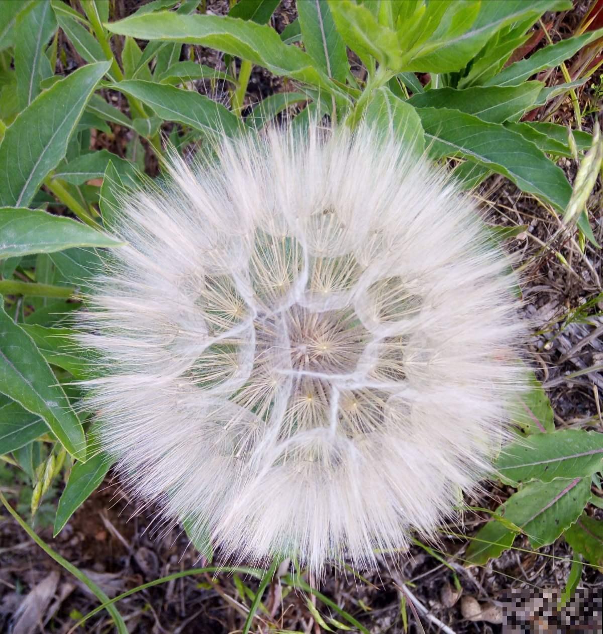“大号蒲公英”超可爱，越养越好看，年年都能发新芽