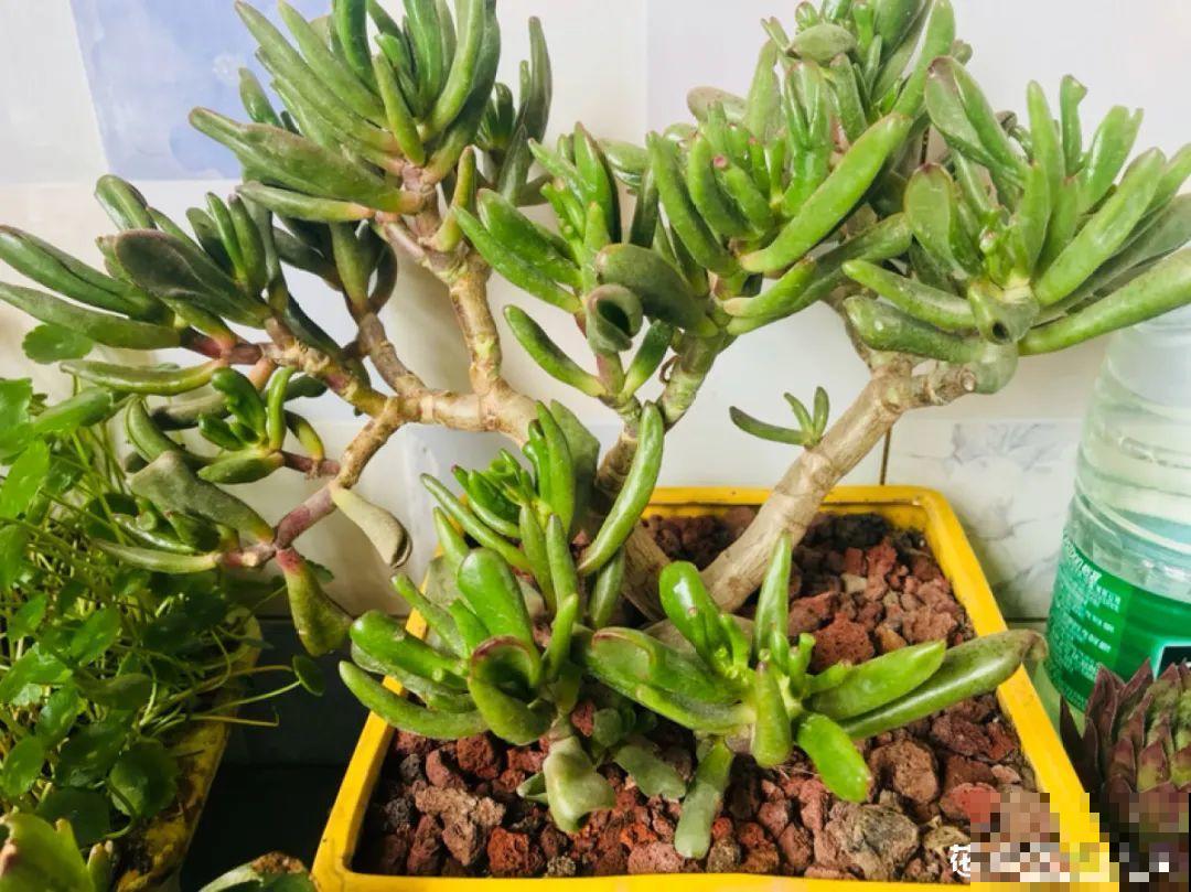 多肉老桩属实震撼，颜值都很高，越养越上瘾