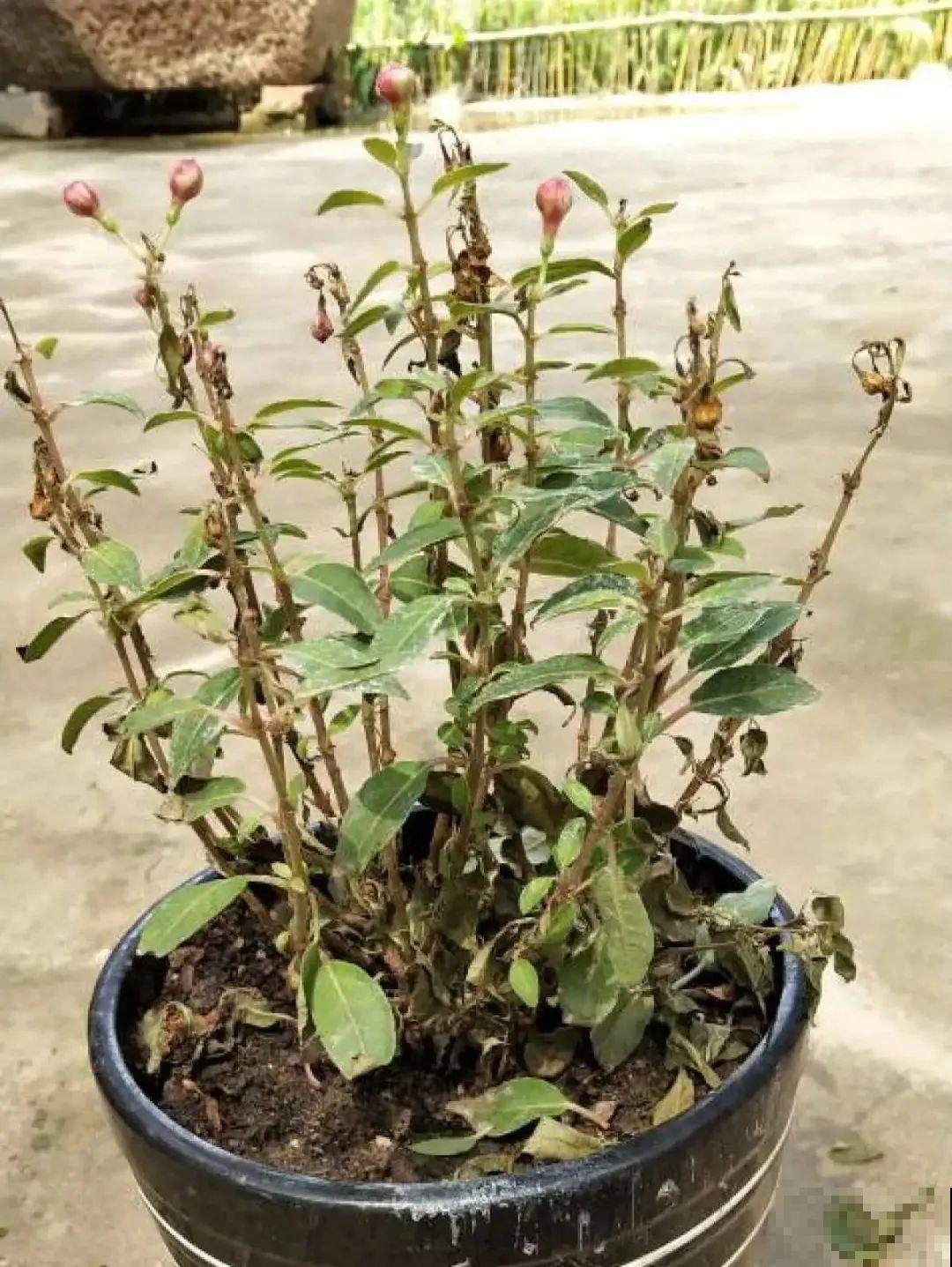 公认的难养花，买一盆死一盆，原来是被动了手脚…