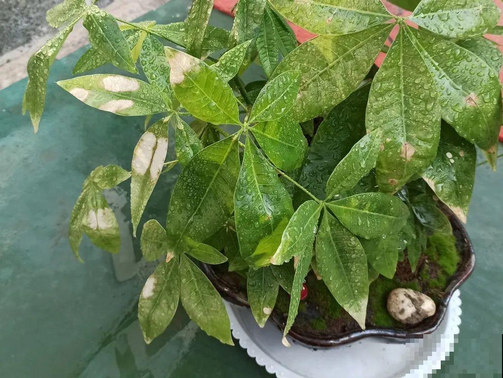 最怕晒的10种花,赶快搬进屋,否则会死掉 最怕晒的10种花,赶快搬进屋,否则会死掉