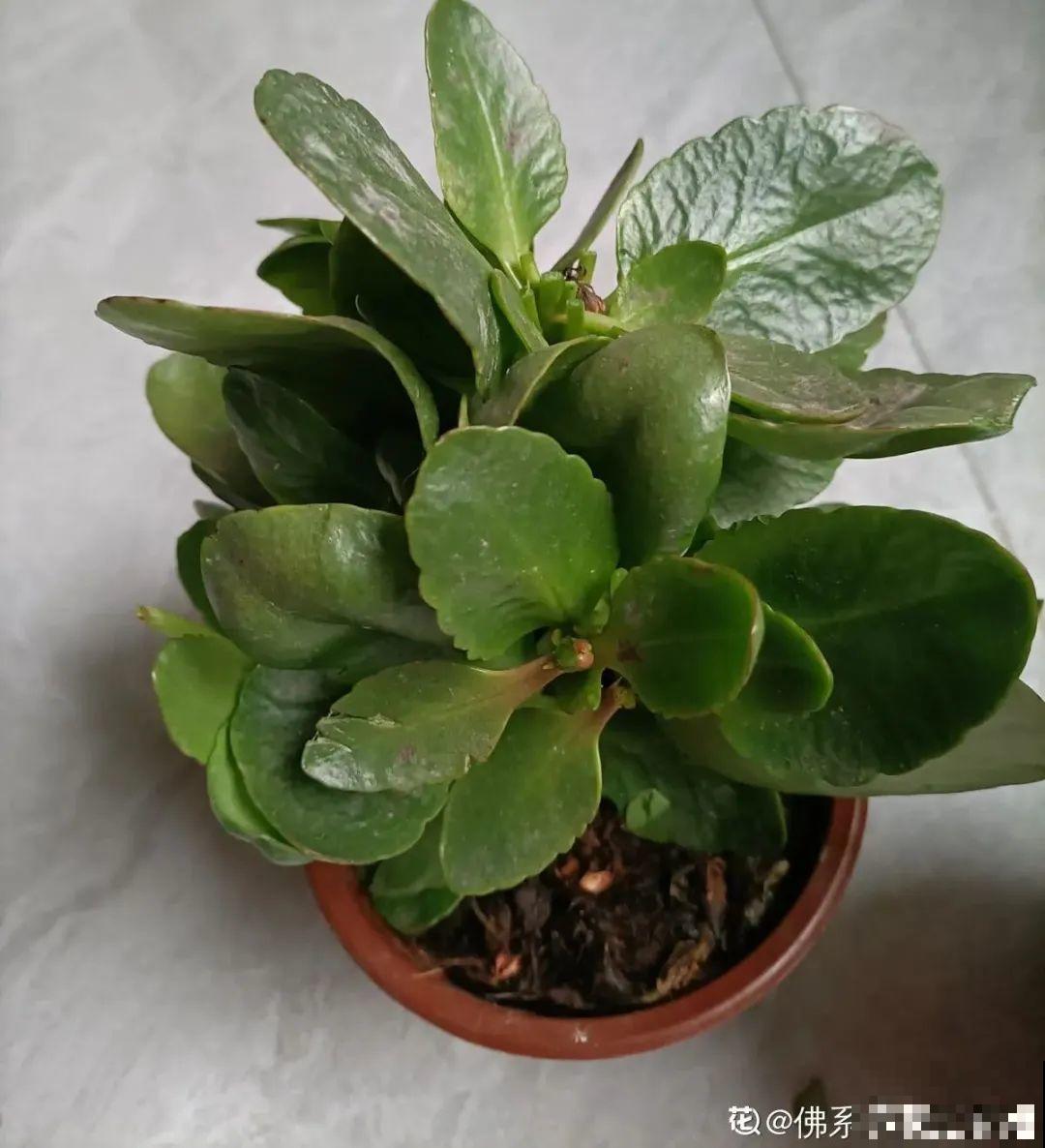 天热了,8种花要休眠,要少浇水 天热了,8种花要休眠,要少浇水