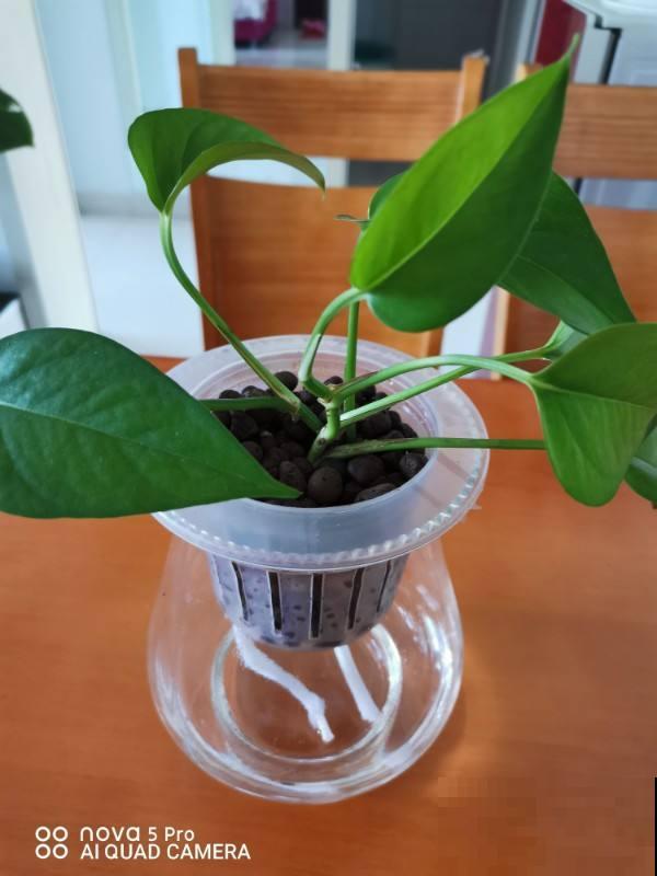 养花换个方法,直接插水里养, 干净长得快 养花换个方法,直接插水里养, 干净长得快