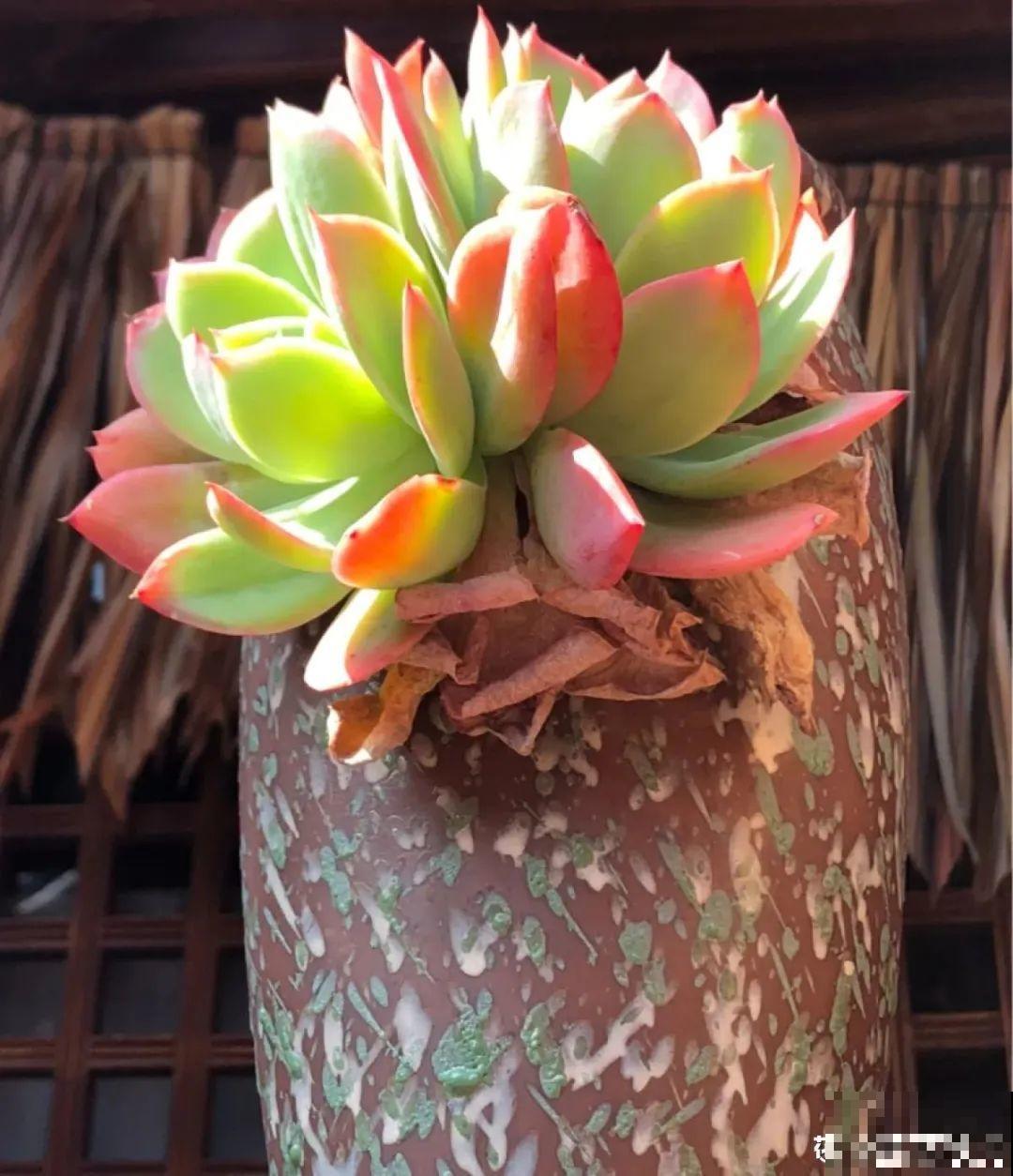 虐着养的花，剪成秃子，半月不浇水，呼呼开花