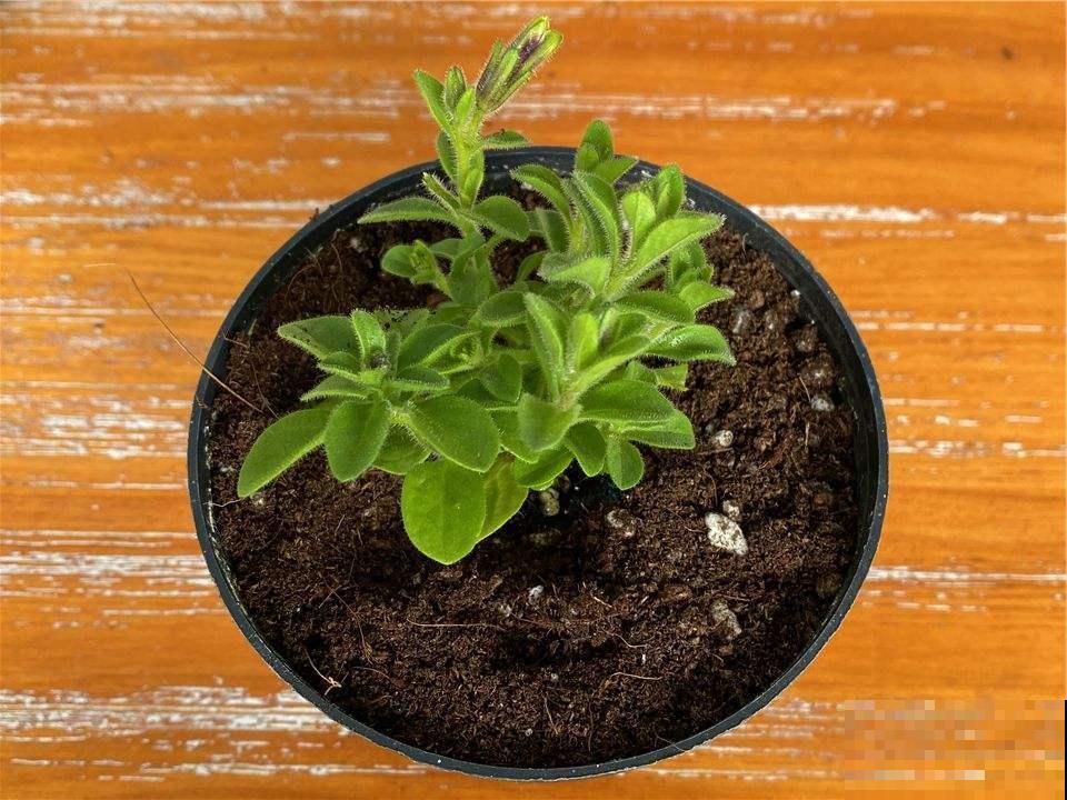 矮牵牛这么种,成活率高,轻松长出大花球! 矮牵牛这么种,成活率高,轻松长出大花球!