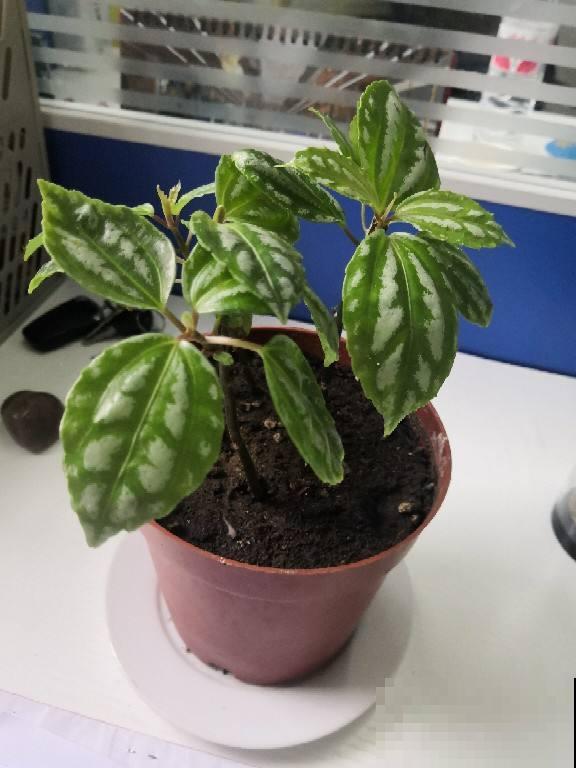 4种花叶子超美，还特别耐阴，看起来特像油画