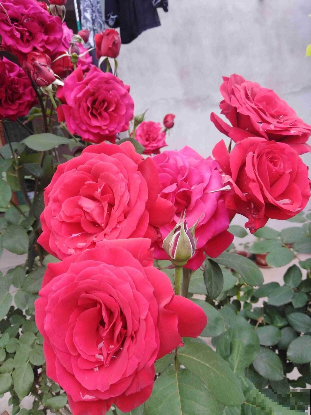 女士们都爱养的花，开花美艳动人，家里变成小花海