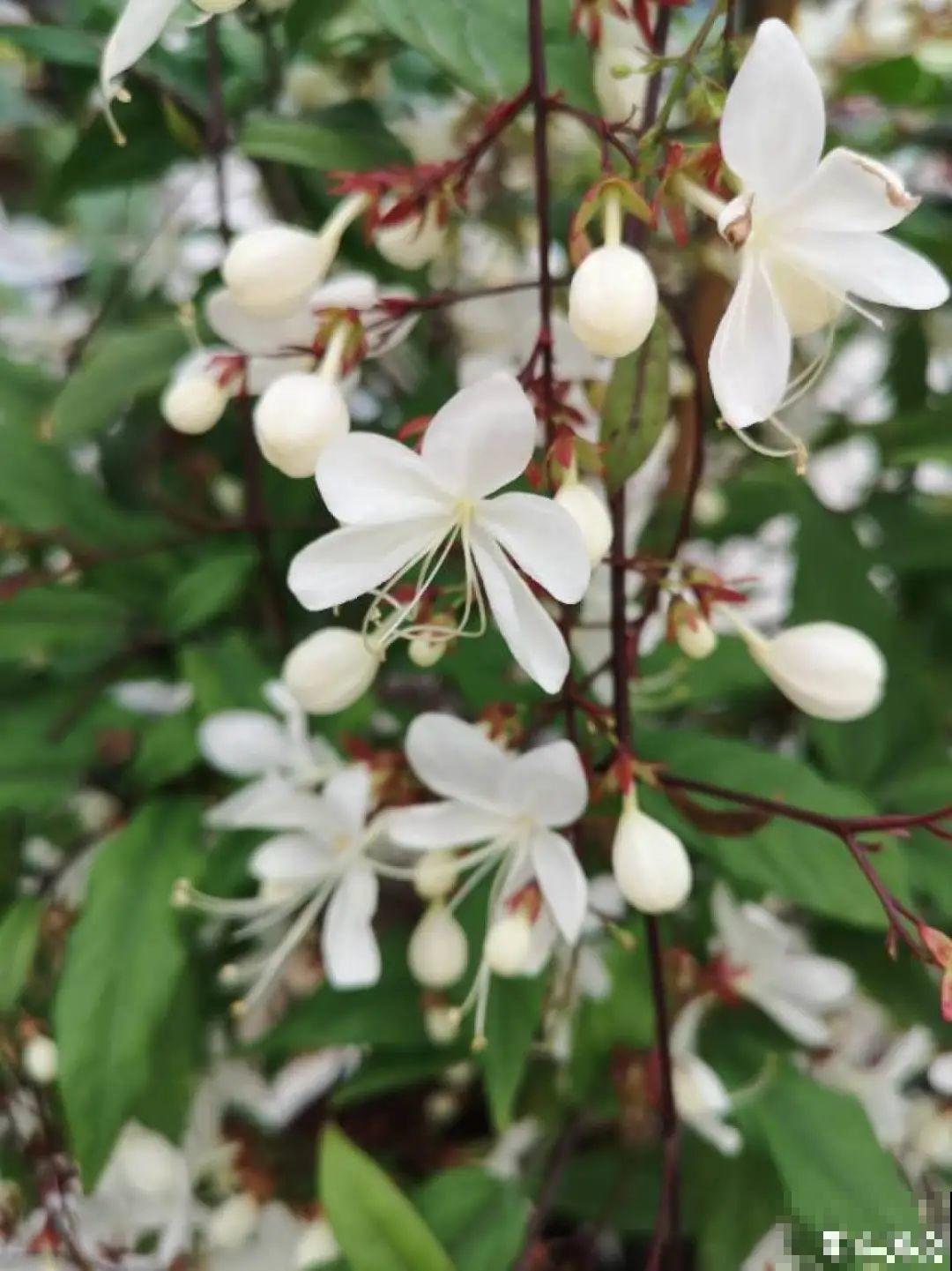 灵动仙气的垂丝茉莉,颜值超高,开花秀美多姿 灵动仙气的垂丝茉莉,颜值超高,开花秀美多姿