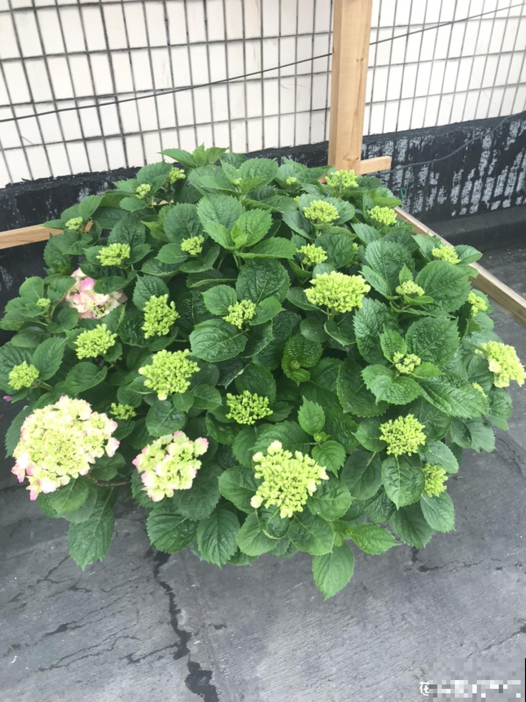 夏天扦插最好活，剪个枝条插土里，10天就生根！