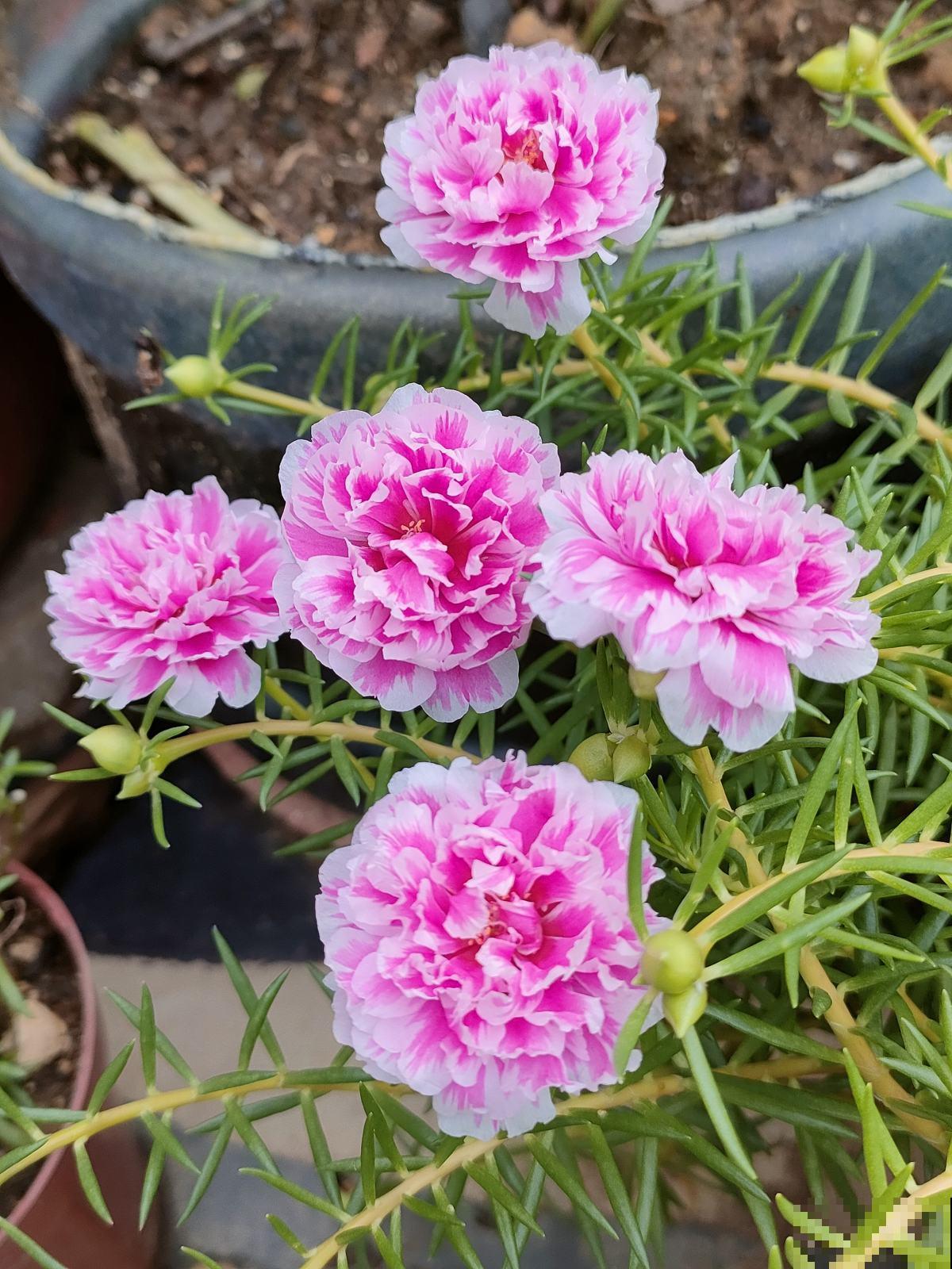 不能给花施肥的5种情况，一定要谨记，不然最后剩空盆