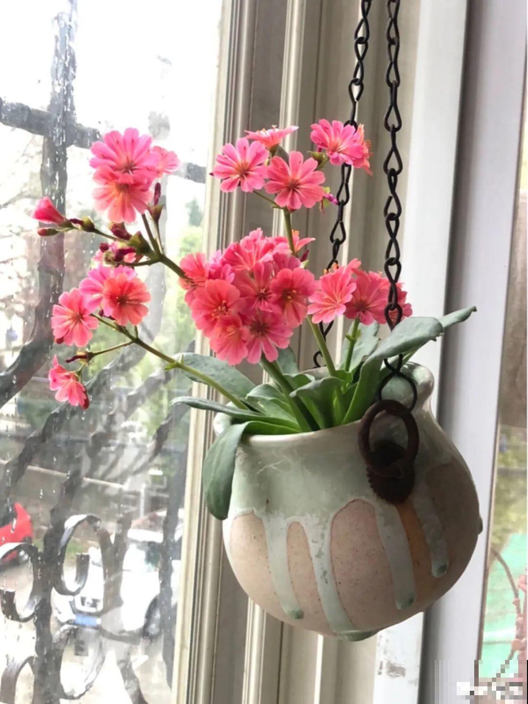 阳台虽小，种点花草，也能变成小花园