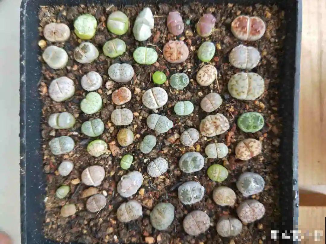 刚开始养多肉很嫌弃，后来越养越爱，打脸实录