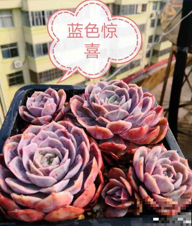 春天的多肉，长成一把大大扇子，看着就是爽