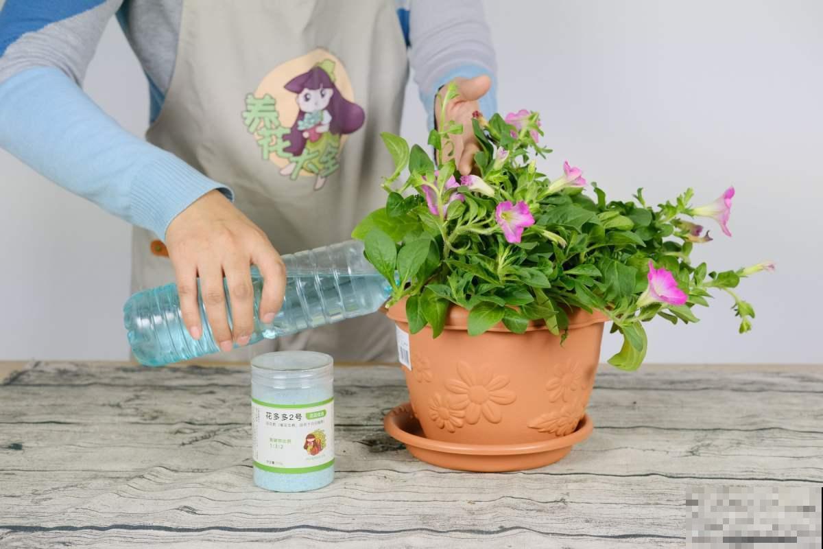 矮牵牛这么种,成活率高,轻松长出大花球! 矮牵牛这么种,成活率高,轻松长出大花球!