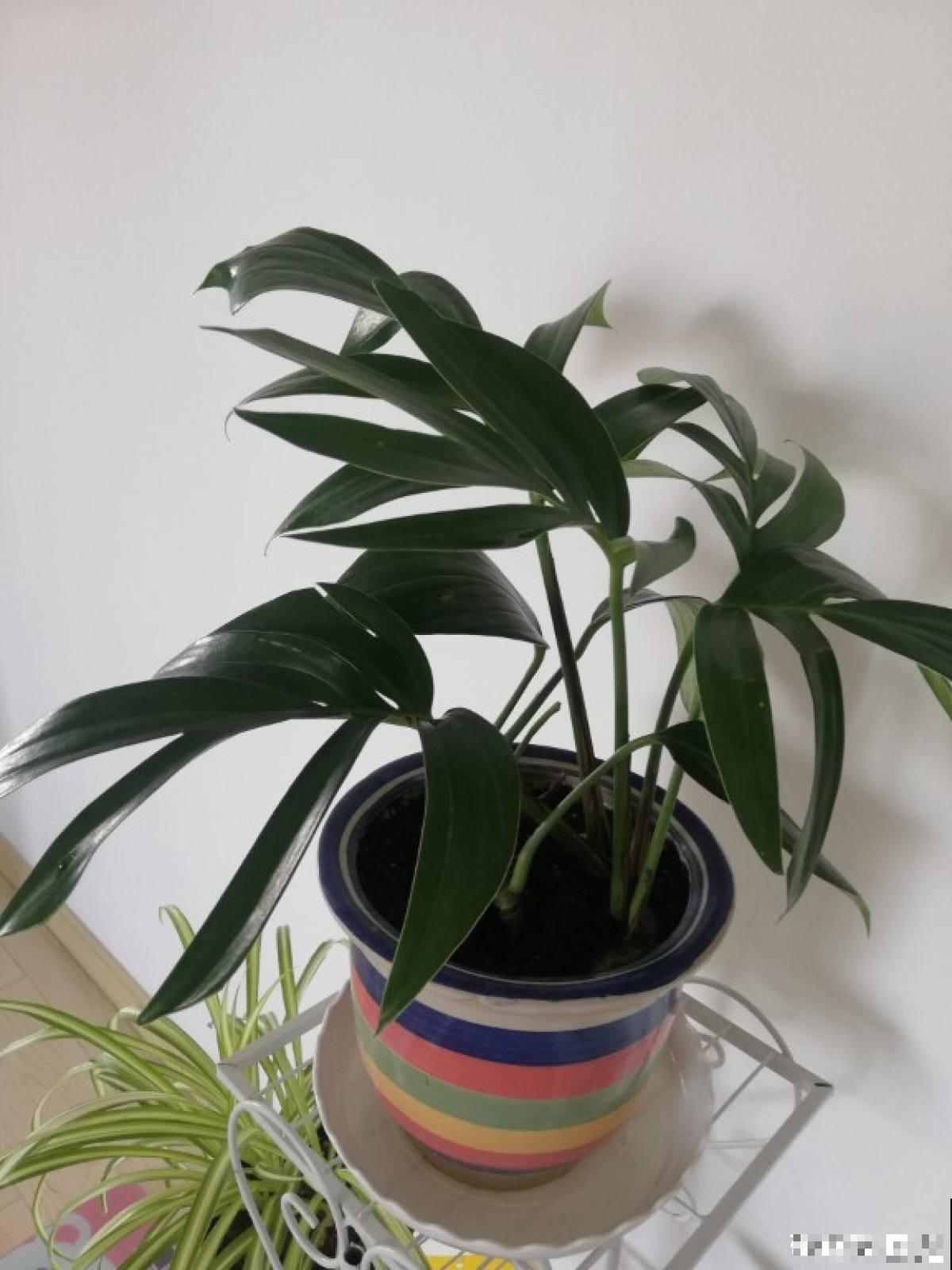 一盆花摆在家里，颜值堪比“艺术品”，当做软装很有特点