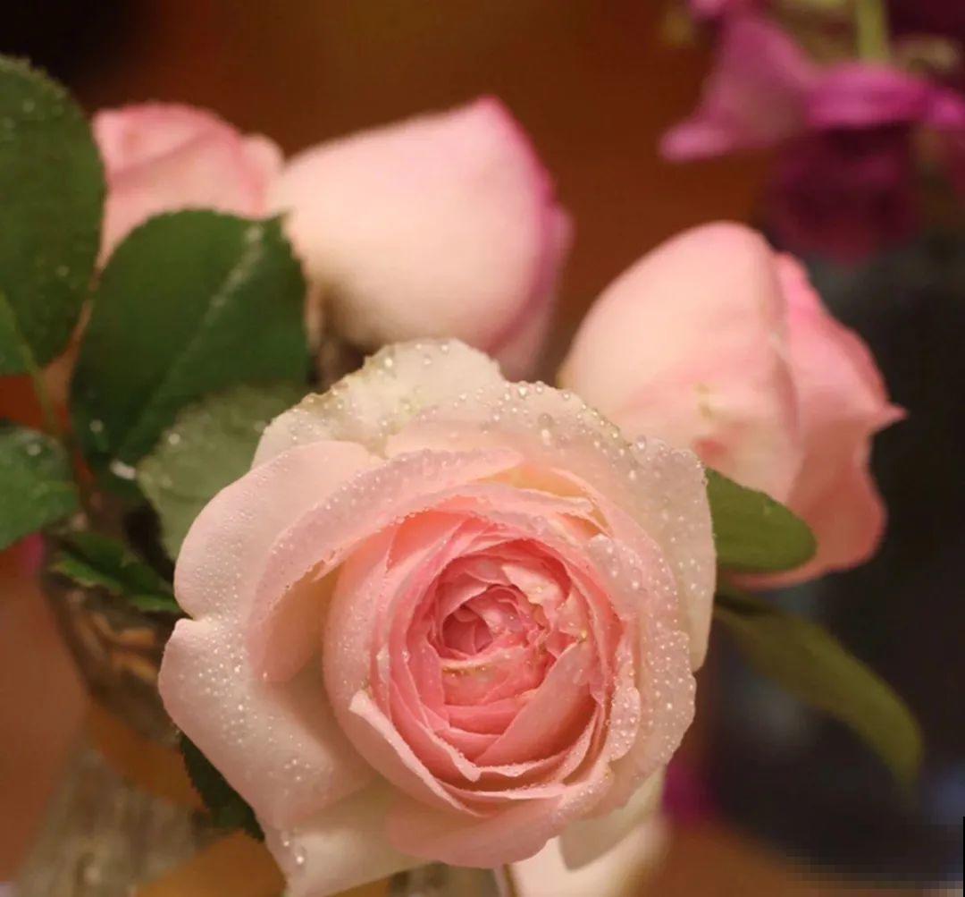 50种月季，各有各的美，哪一种是你的“菜”？