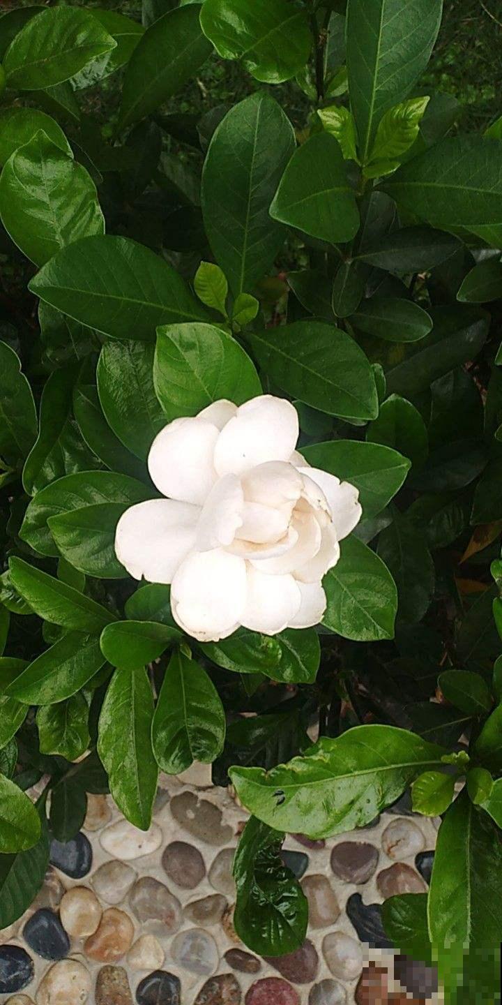 水培植物不好养，掌握这几点，轻松就能养得旺！