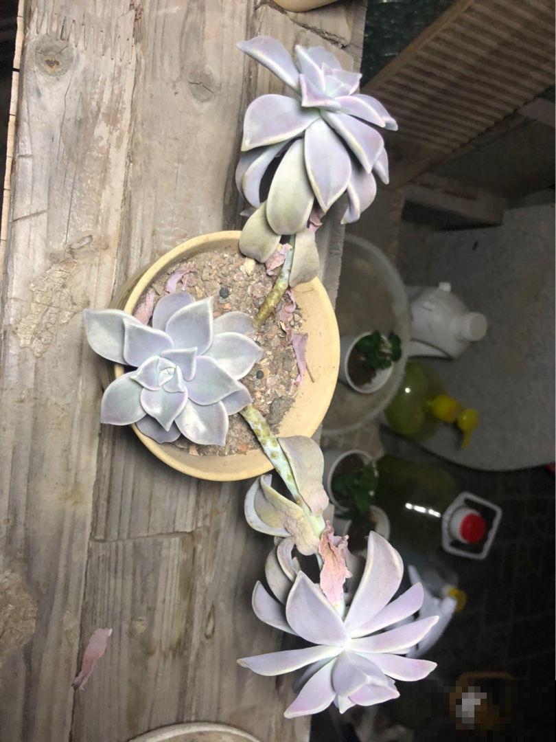 家里多肉徒长?教你几招来整治,多肉重新“萌萌哒”! 家里多肉徒长?教你几招来整治,多肉重新“萌萌哒”!