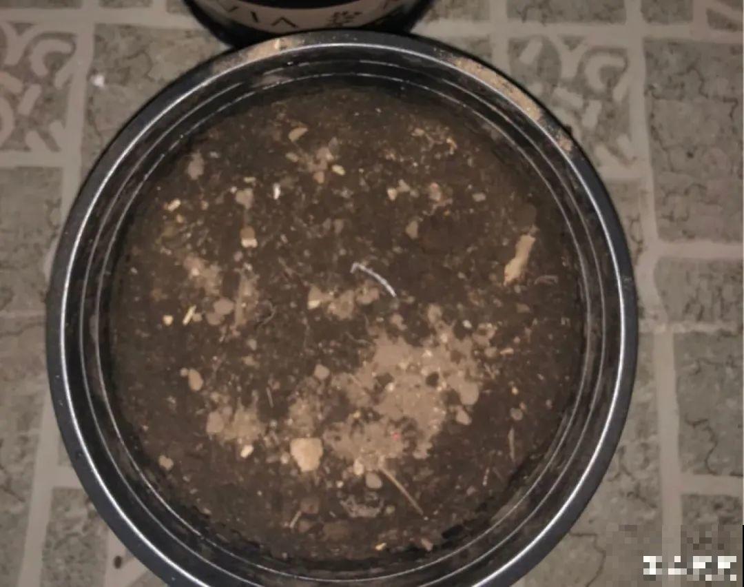 玉米棒子插水里，比绿植长得快，长成清新小盆栽