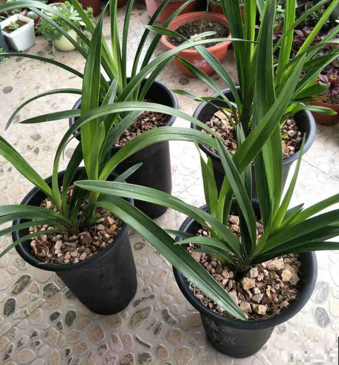 9种花是富贵命,必须大盆养,小盆养会憋死 9种花是富贵命,必须大盆养,小盆养会憋死