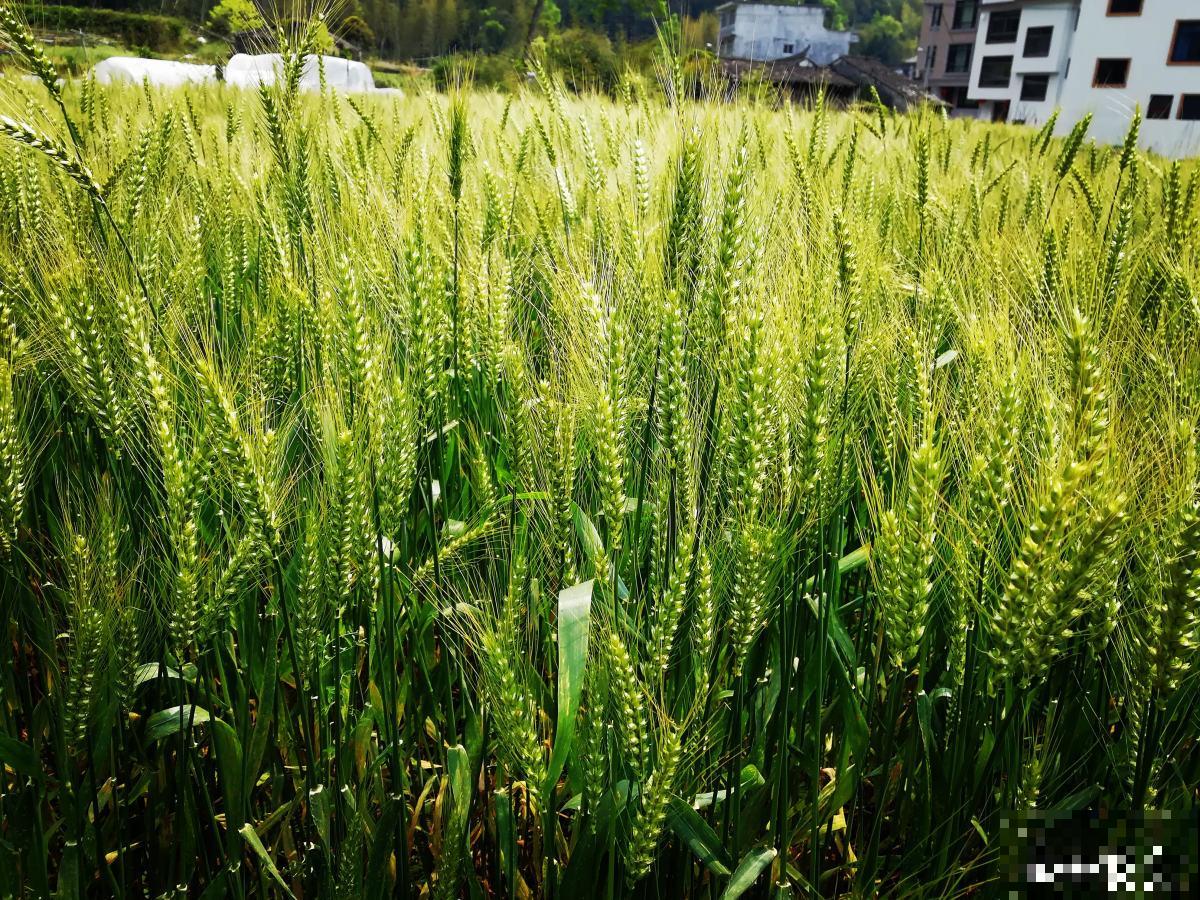 6个关于植物的冷知识，知道3个，就是植物“大神”