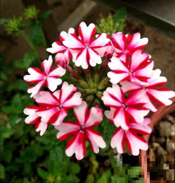 新手养花，记住“6个有”，把花养活没问题