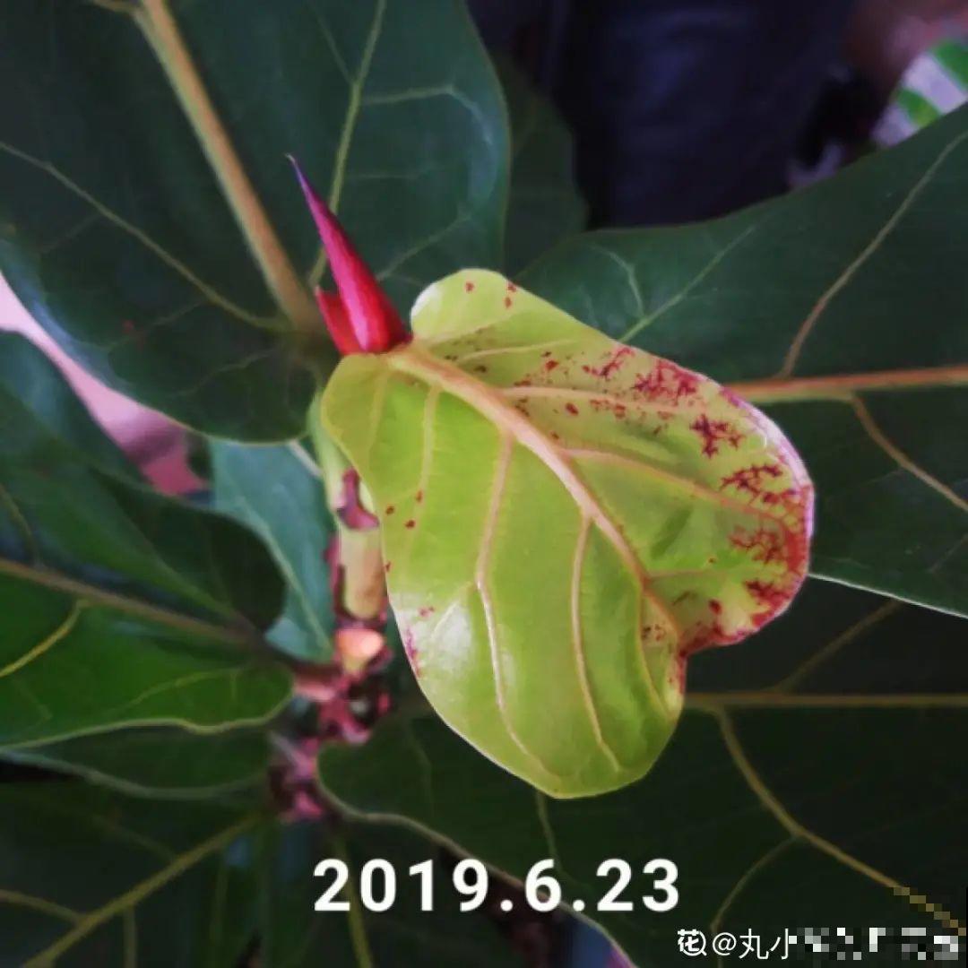 7种花要赶紧砍头,一头变多头,长得是真旺 7种花要赶紧砍头,一头变多头,长得是真旺