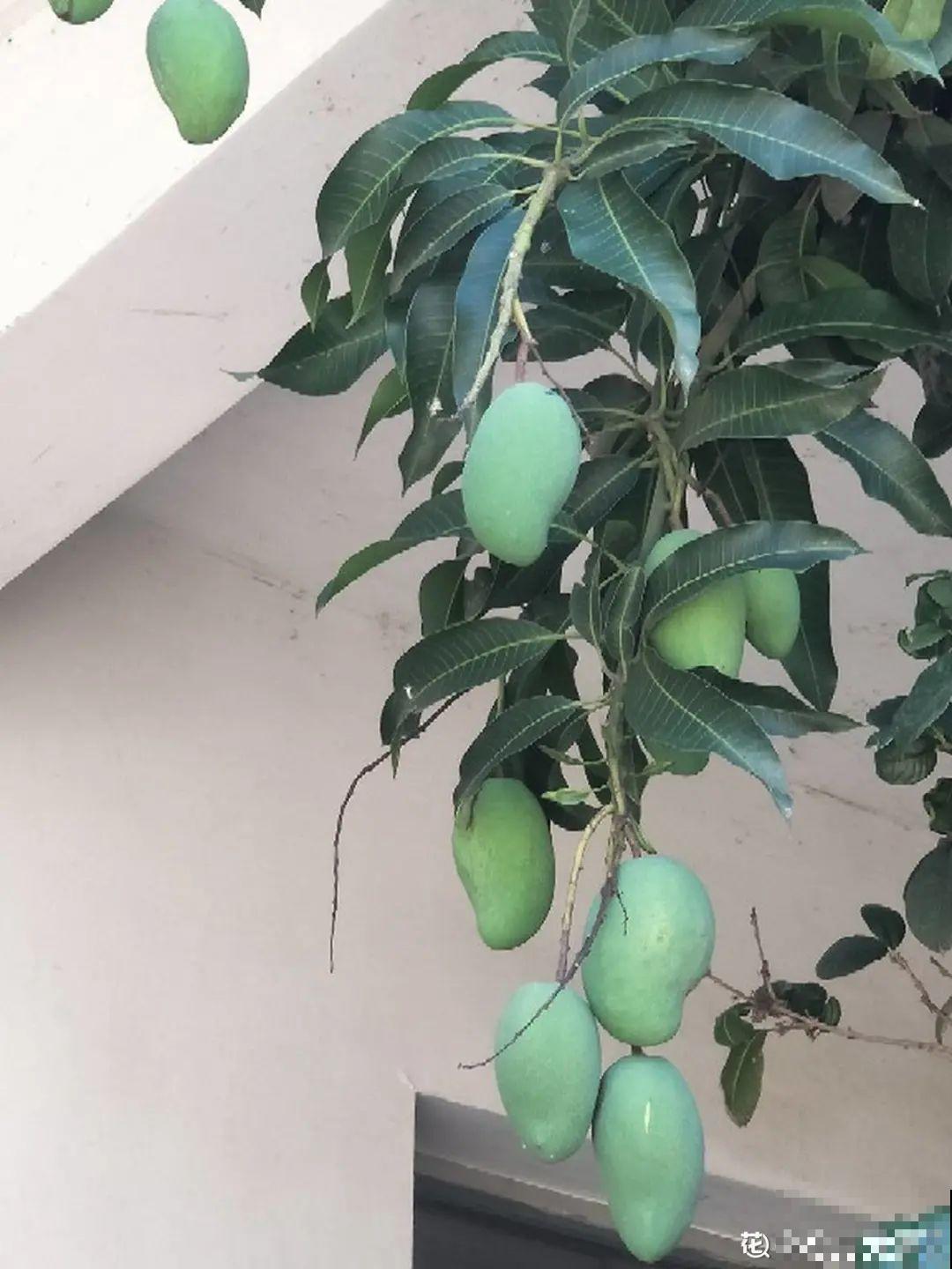 医院大门口,一男子竟被一片叶子砸晕,这叶子可真够大的 医院大门口,一男子竟被一片叶子砸晕,这叶子可真够大的